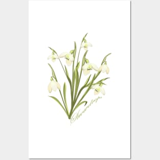 Snowdrops-First spring flowers-Flowers snowflakes-Snowy flowers Posters and Art